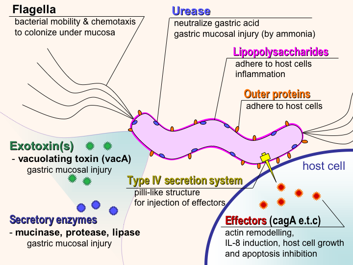 H Pylori Virulence Factors En