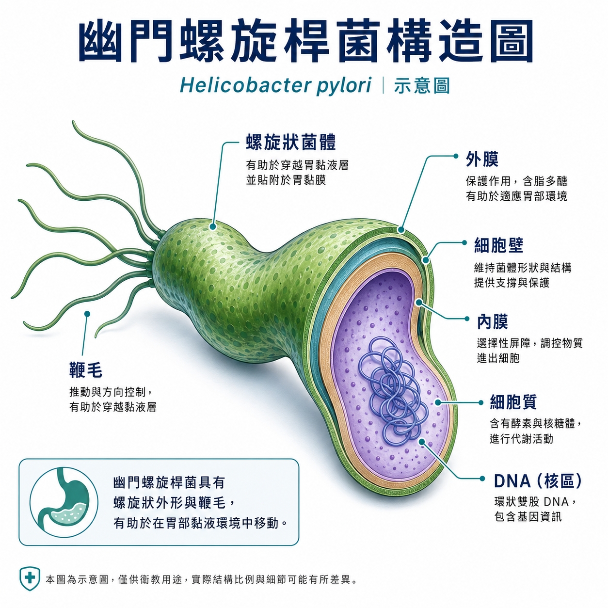 幽門螺旋桿菌構造圖